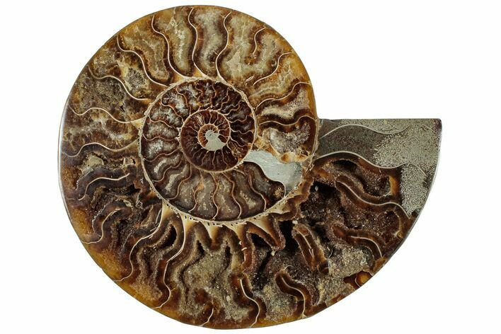 Cut & Polished Ammonite Fossil (Half) - Madagascar #308619